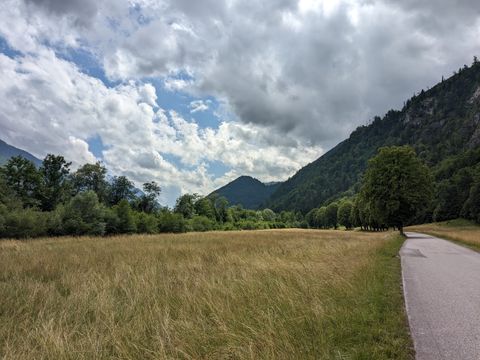 Road lined with old trees near Ebenseee.